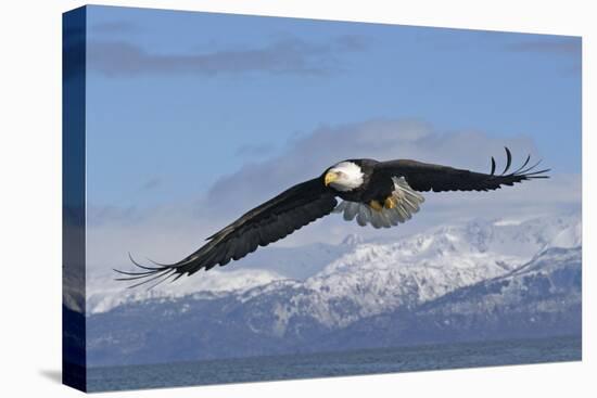 Adult Bald Eagle in Flight-null-Premier Image Canvas