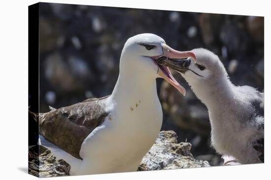 Adult Black-Browed Albatross Feeding Chick in New Island Nature Reserve, Falkland Islands-Michael Nolan-Premier Image Canvas