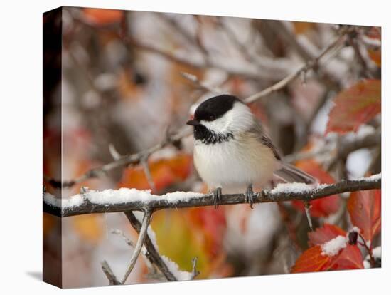 Adult Black-capped Chickadee in Snow, Grand Teton National Park, Wyoming, USA-Rolf Nussbaumer-Premier Image Canvas