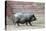 Adult Black Pot Pellied Pig Walking on Farm-Matt Freedman-Premier Image Canvas