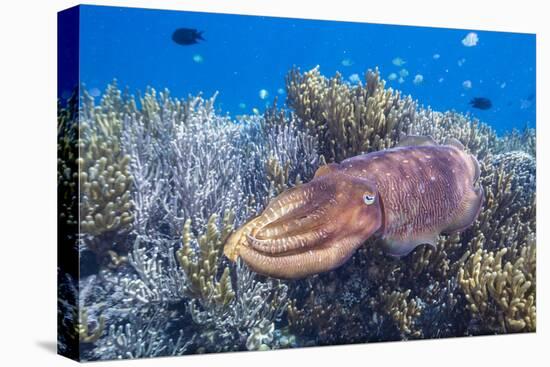 Adult broadclub cuttlefish on the reef at Sebayur Island, Flores Sea, Indonesia, Southeast Asia-Michael Nolan-Premier Image Canvas