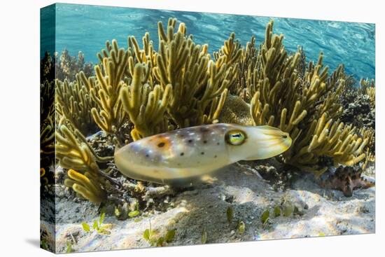 Adult Broadclub Cuttlefish (Sepia Latimanus)-Michael Nolan-Premier Image Canvas