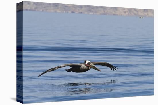 Adult Brown Pelican (Pelecanus Occidentalis), Gulf of California, Baja California, Mexico-Michael Nolan-Premier Image Canvas