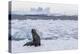 Adult Bull Antarctic Fur Seal (Arctocephalus Gazella), Antarctica, Polar Regions-Michael Nolan-Premier Image Canvas