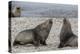 Adult Bull Antarctic Fur Seals (Arctocephalus Gazella) Fighting in Stromness Harbor, South Georgia-Michael Nolan-Premier Image Canvas