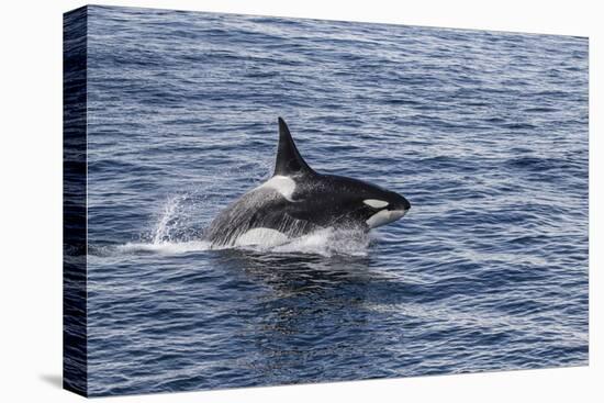 Adult Bull Type a Killer Whale (Orcinus Orca) Power Lunging in the Gerlache Strait, Antarctica-Michael Nolan-Premier Image Canvas