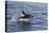 Adult Bull Type a Killer Whale (Orcinus Orca) Power Lunging in the Gerlache Strait, Antarctica-Michael Nolan-Premier Image Canvas