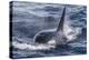 Adult Bull Type a Killer Whale (Orcinus Orca) Surfacing in the Gerlache Strait, Antarctica-Michael Nolan-Premier Image Canvas