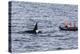 Adult Bull Type a Killer Whale (Orcinus Orca) Surfacing Near Researchers in the Gerlache Strait-Michael Nolan-Premier Image Canvas