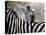 Adult Burchells Zebra Resting Head on Back of Another, Moremi Wildlife Reserve, Botswana-Andrew Parkinson-Premier Image Canvas