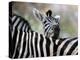 Adult Burchells Zebra Resting Head on Back of Another, Moremi Wildlife Reserve, Botswana-Andrew Parkinson-Premier Image Canvas