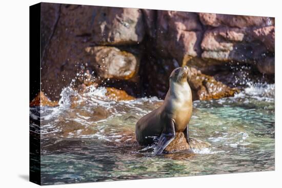 Adult California Sea Lion (Zalophus Californianus), at Los Islotes, Baja California Sur-Michael Nolan-Premier Image Canvas