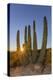 Adult Captive Desert Tortoise (Gopherus Agassizii) at Sunset at the Arizona Sonora Desert Museum-Michael Nolan-Premier Image Canvas