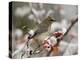 Adult Cedar Waxwing, Grand Teton National Park, Wyoming, USA-Rolf Nussbaumer-Premier Image Canvas