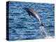 Adult common bottlenose dolphin, leaping off Isla San Jose, Baja California Sur-Michael Nolan-Premier Image Canvas