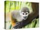 Adult common squirrel monkey (Saimiri sciureus), in San Francisco Village, Peru-Michael Nolan-Premier Image Canvas
