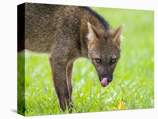 Adult crab-eating fox (Cerdocyon thous), head detail at Pousada Piuval, Mato Grosso, Pantanal-Michael Nolan-Premier Image Canvas