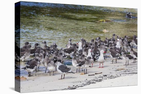 Adult Dolphin Gulls (Leucophaeus Scoresbii) Amongst Chick Creche, Falkland Islands-Michael Nolan-Premier Image Canvas