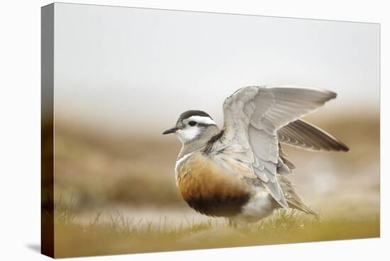 Adult Eurasian Dotterel (Charadrius Morinellus) with Wings Partially Raised, Cairngorms Np, UK-Mark Hamblin-Premier Image Canvas