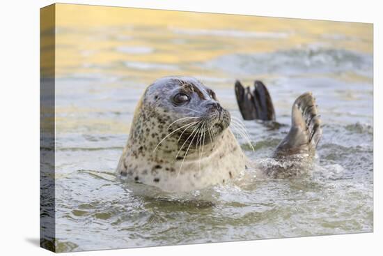 Adult Female Common - Harbour Seal (Phoca Vitulina) 'Sija' Waving a Flipper-Nick Upton-Premier Image Canvas