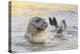 Adult Female Common - Harbour Seal (Phoca Vitulina) 'Sija' Waving a Flipper-Nick Upton-Premier Image Canvas
