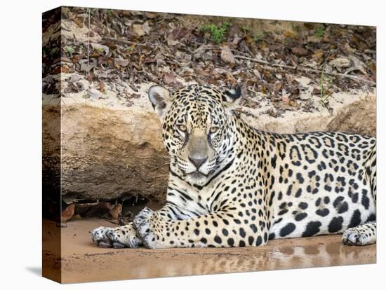 Adult female jaguar (Panthera onca), on the riverbank of Rio Tres Irmao, Mato Grosso, Pantanal-Michael Nolan-Premier Image Canvas
