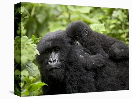 Adult Female Mountain Gorilla with Infant Riding on Her Back, Amahoro a Group, Rwanda, Africa-James Hager-Premier Image Canvas