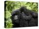 Adult Female Mountain Gorilla with Infant Riding on Her Back, Amahoro a Group, Rwanda, Africa-James Hager-Premier Image Canvas