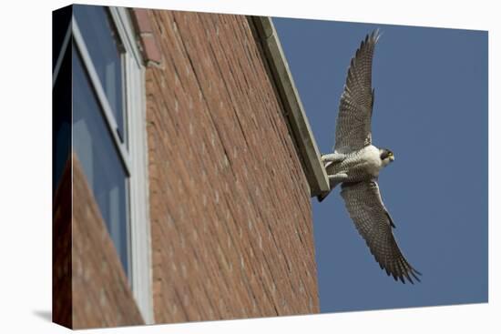 Adult Female Peregrine Falcon (Falco Peregrinus) Taking Flight from the Roof an Office Block-Bertie Gregory-Premier Image Canvas