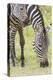Adult Female Zebra Grazing with Her Colt, Ngorongoro, Tanzania-James Heupel-Premier Image Canvas