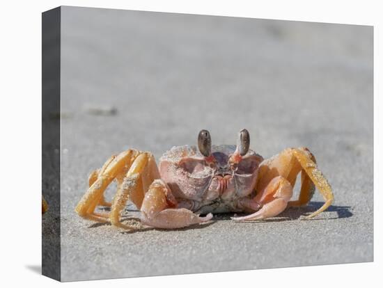 Adult ghost crab (Ocypode spp), on the beach at Isla Magdalena, Baja California Sur, Mexico-Michael Nolan-Premier Image Canvas