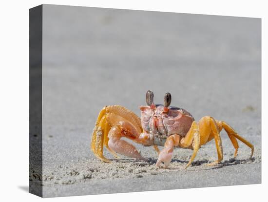 Adult ghost crab (Ocypode spp) on the beach at Isla Magdalena, Baja California Sur, Mexico-Michael Nolan-Premier Image Canvas