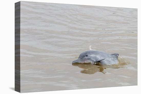 Adult gray dolphin (bufeo gris) (Sotalia fluviatilis), Amazon National Park, Loreto, Peru-Michael Nolan-Premier Image Canvas