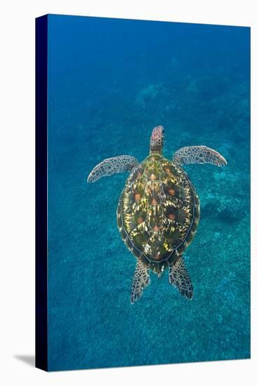 Adult green sea turtle (Chelonia mydas) in the protected marine sanctuary-Michael Nolan-Premier Image Canvas