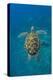 Adult green sea turtle (Chelonia mydas) in the protected marine sanctuary-Michael Nolan-Premier Image Canvas