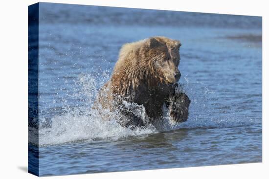 Adult grizzly bear chasing fish, Lake Clark National Park and Preserve, Alaska.-Adam Jones-Premier Image Canvas