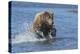 Adult grizzly bear chasing fish, Lake Clark National Park and Preserve, Alaska.-Adam Jones-Premier Image Canvas