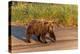 Adult grizzly bear on shoreline at sunrise, Lake Clark National Park and Preserve, Alaska.-Adam Jones-Premier Image Canvas