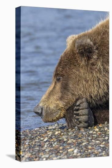 Adult grizzly bear resting on beach, Lake Clark NP and Preserve, Alaska, Silver Salmon Creek-Adam Jones-Premier Image Canvas