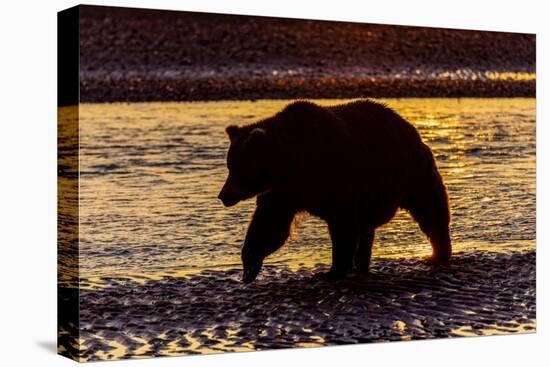 Adult grizzly bear silhouetted at sunrise, Lake Clark National Park and Preserve, Alaska.-Adam Jones-Premier Image Canvas