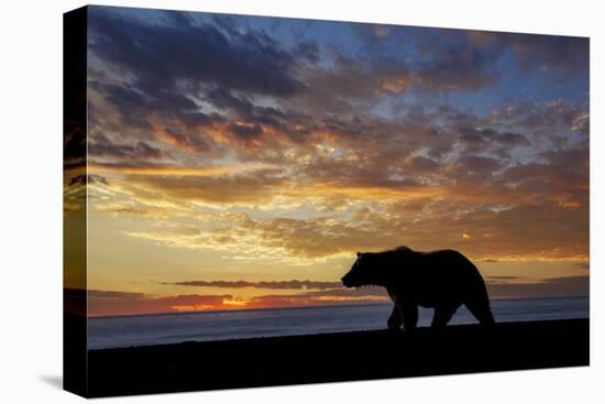 Adult grizzly bear silhouetted at sunrise, Lake Clark NP and Preserve, Alaska, Silver Salmon Creek-Adam Jones-Premier Image Canvas