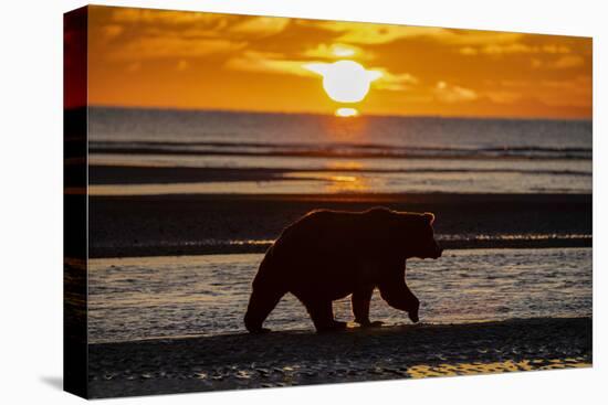 Adult grizzly bear silhouetted on beach at sunrise, Lake Clark NP and Preserve, Alaska-Adam Jones-Premier Image Canvas