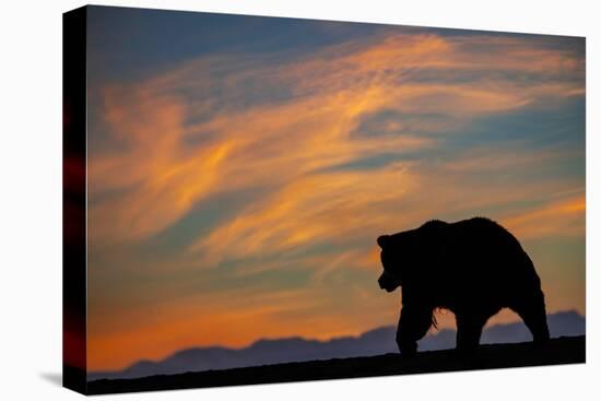 Adult grizzly bear silhouetted on beach at sunrise, Lake Clark NP and Preserve, Alaska-Adam Jones-Premier Image Canvas
