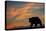 Adult grizzly bear silhouetted on beach at sunrise, Lake Clark NP and Preserve, Alaska-Adam Jones-Premier Image Canvas