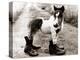 Adult Horse with Giant Boots-null-Premier Image Canvas