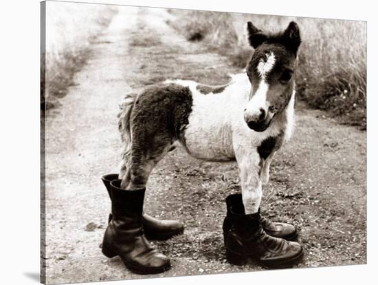 Adult Horse with Giant Boots-null-Premier Image Canvas