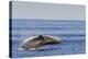 Adult Humpback Whale (Megaptera Novaeangliae) Breach, Gulf of California, Mexico-Michael Nolan-Premier Image Canvas