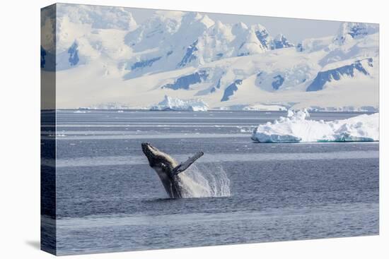 Adult Humpback Whale (Megaptera Novaeangliae) Breaching in the Gerlache Strait-Michael Nolan-Premier Image Canvas