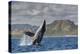 Adult Humpback Whale (Megaptera Novaeangliae), Breaching in the Shallow Waters of Cabo Pulmo-Michael Nolan-Premier Image Canvas