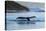 Adult humpback whale (Megaptera novaeangliae), flukes-up dive in Glacier Bay National Park-Michael Nolan-Premier Image Canvas